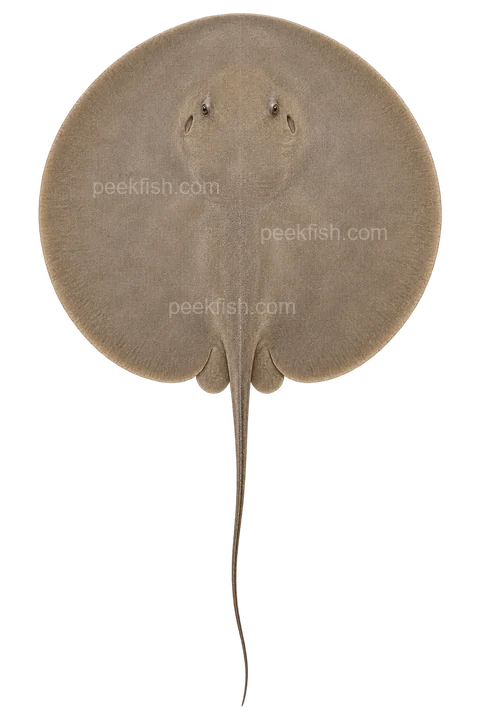 戈氏日魟:头上尾下、完整背面与整尾的正俯视AI示意,非实拍