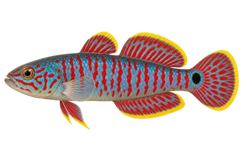 孔雀塘鳢 (Tateurndina ocellicauda) AI示意图