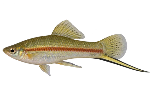 Xiphophorus hellerii 绿色型成年雄鱼侧面AI示意图，橄榄银色细长身体、红色细侧纹、普通背鳍及黑边下尾剑；不认证产地或血统。