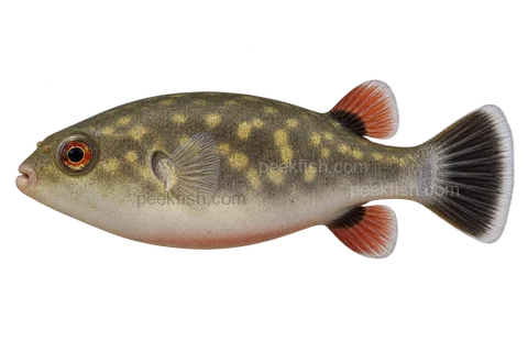 Redeye puffer (Carinotetraodon lorteti), left-facing adult AI illustration