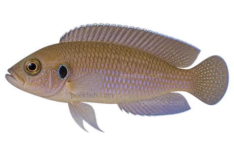 Lamprologus ocellatus完整左向侧面AI示意图