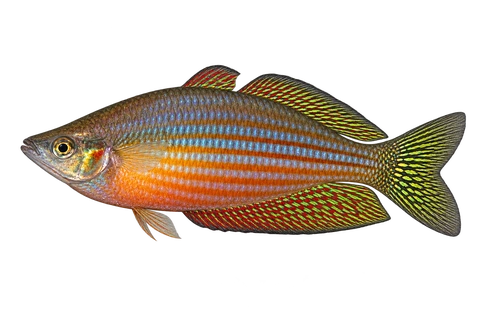 Melanotaenia splendida 自然型代表外观,朝左透明侧面AI示意图,非实拍。