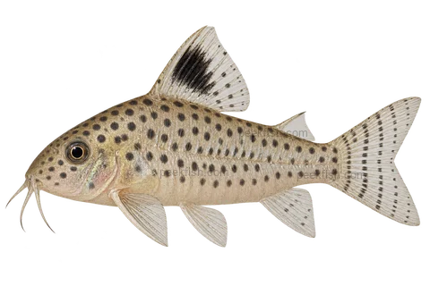 AI illustration of Hoplisoma copei, complete left-facing side view