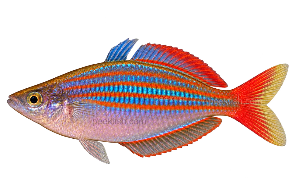 Melanotaenia rubrivittata male left-facing AI illustration