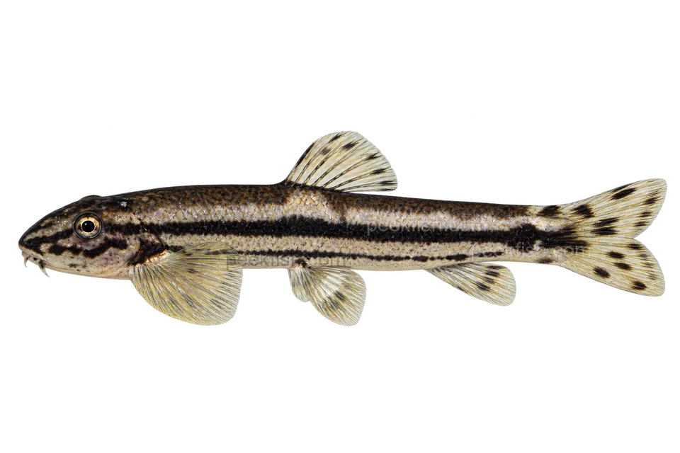 Yaoshania pachychilus 成体代表外观，朝左透明侧面AI示意图，非实拍。