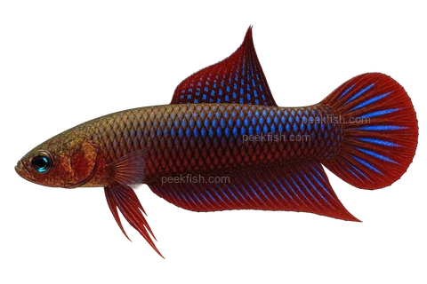 AI illustration of Betta uberis, complete left-facing side view