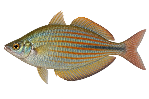 Melanotaenia affinis 成体雄鱼完整左向侧面AI示意图(Pagwi型)