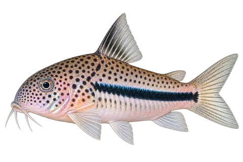 Hoplisoma coppenamense 朝左透明侧面AI示意图