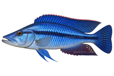Dimidiochromis compressiceps完整左向侧面AI示意图