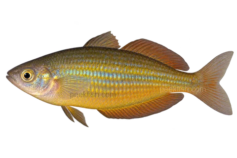 AI illustration of Melanotaenia eachamensis, complete left-facing side view