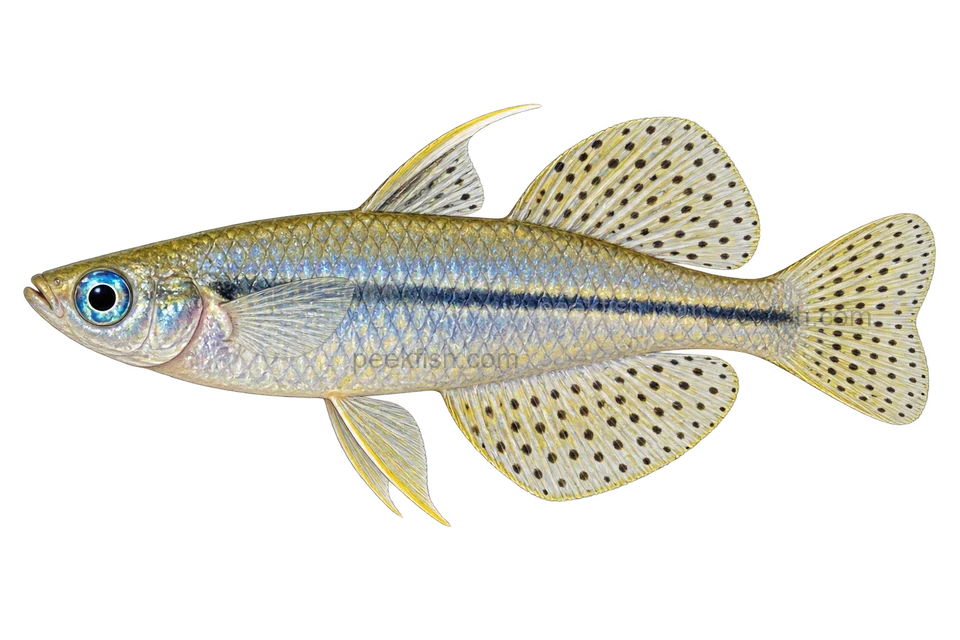 Pseudomugil gertrudae (Pseudomugil gertrudae) AI示意图