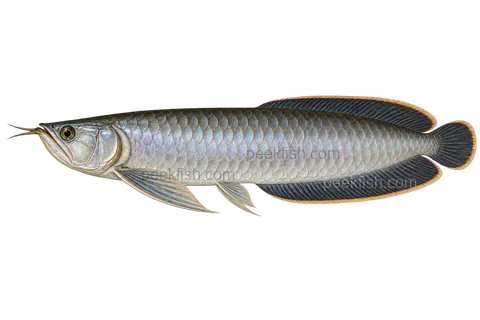 Black arowana adult wild-type left-facing transparent AI illustration