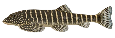Gastromyzon zebrinus: natural-colour, left-facing lateral AI illustration, not a photograph; intended representative adult form, sex unspecified; no specimen, exact-stage or expert identification is claimed.