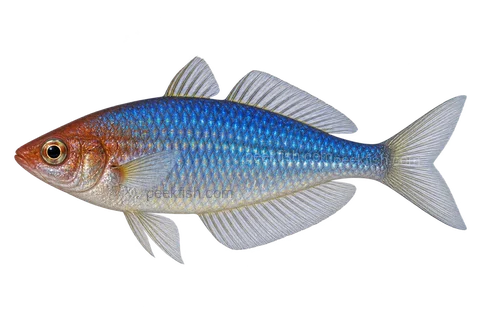 AI illustration of adult male Melanotaenia pygmaea, left side, ordinary adult male