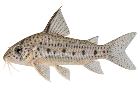 AI illustration of Hoplisoma loretoense, complete left-facing side view