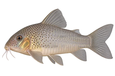 AI illustration of Hoplisoma polystictum, complete left-facing side view