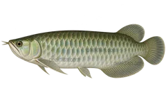 Asian arowana adult wild-type left-facing transparent AI illustration