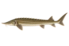 Sterlet; Adult natural olive-brown form; sex unspecified; AI side-view illustration