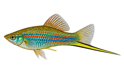 Xiphophorus mayae 普通鳍成年雄鱼左向AI示意图,蓝绿体侧、橙色纵线和黑边黄绿剑尾。