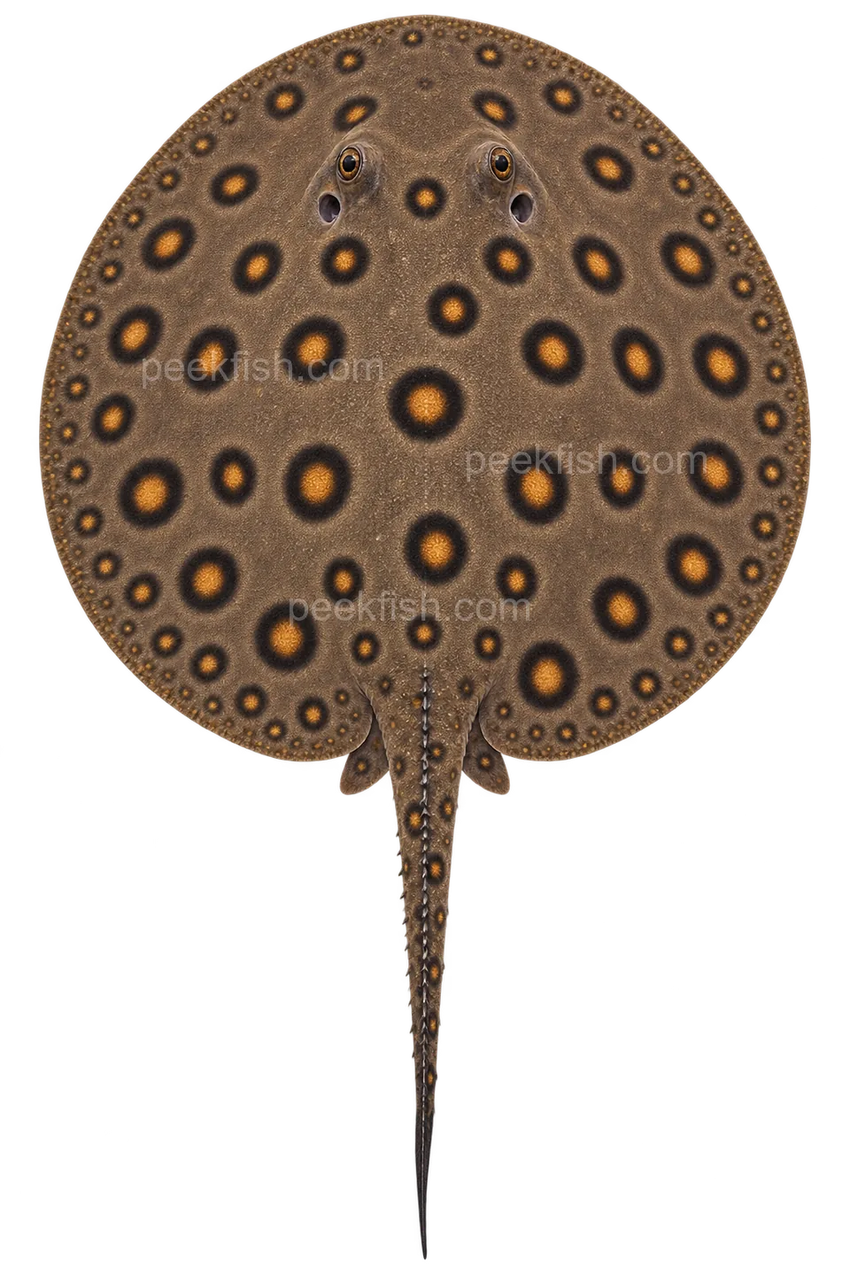 Potamotrygon motoro — dorsal top-down AI illustration, head up, complete disc and tail down; not a photograph