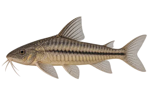 Scleromystax prionotos完整左向侧面AI示意图