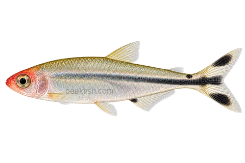 Petitella georgiae,AI生成红鼻黑白尾侧面示意插画