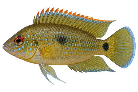 Anomalochromis thomasi完整左向侧面AI示意图