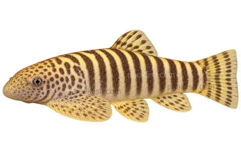 Pseudogastromyzon fasciatus 完整左向侧面AI示意图