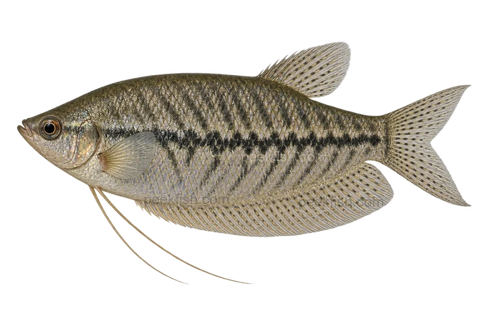 Snakeskin gourami — Natural-coloured adult, sex unspecified; AI-generated side-view illustration