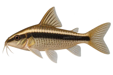 AI illustration of Gastrodermus gracilis, complete left-facing side view