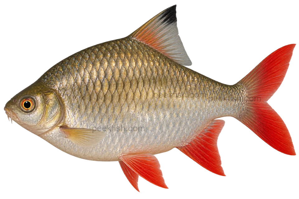 Red-tailed tinfoil barb natural adult facing left, AI-generated illustration