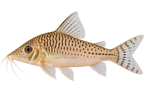 AI illustration of Corydoras fulleri, complete left-facing side view