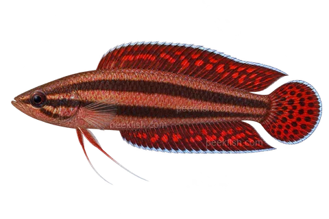 AI illustration of Parosphromenus allani, complete left-facing side view