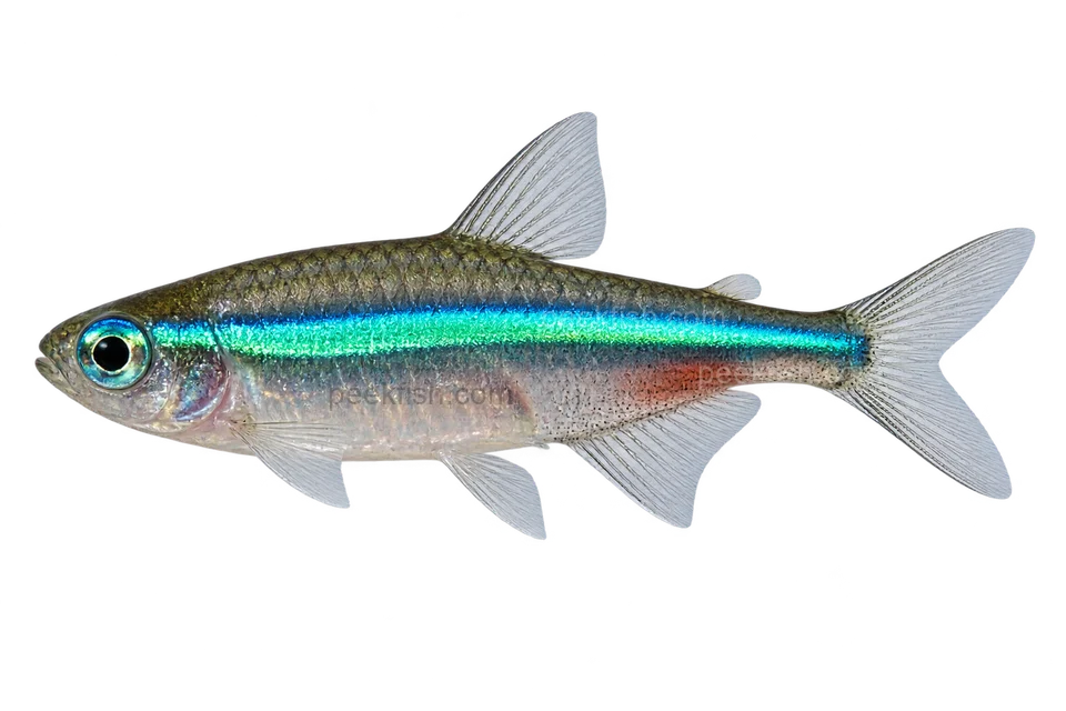 Green neon tetra — AI-generated side-view illustration