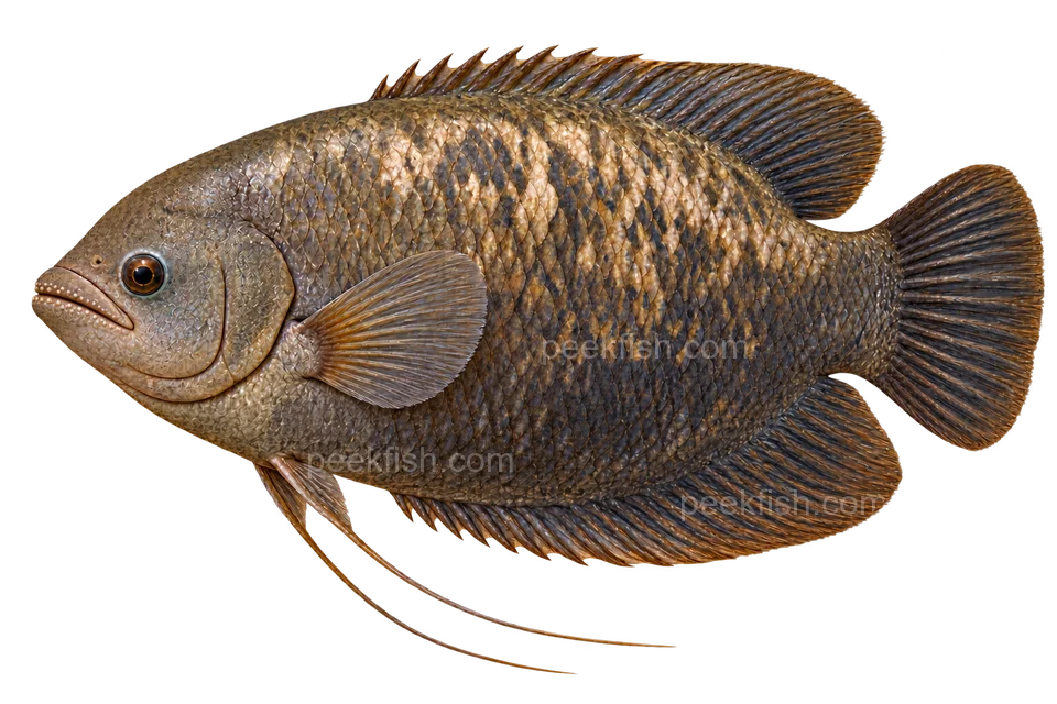 Elephant-ear gourami, large adult with external lip teeth, sex unspecified; AI-generated left-facing illustration.