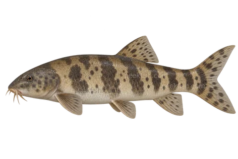 Leptobotia elongata; natural-colour representative adult, sex unspecified, left-facing AI illustration, not a photograph.