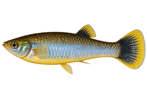 Left-facing AI illustration of coarse surface-male Poecilia mexicana appearance, dark back, blue-silver flank and yellow fin regions; reference colour is affected by anesthesia.