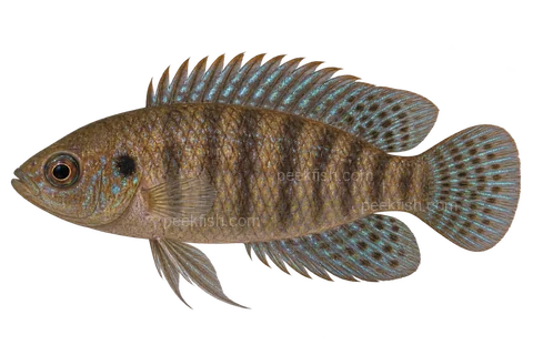 Blue badis — Natural-coloured adult male; AI-generated illustration