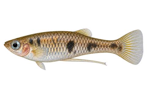 Phallichthys quadripunctatus,自然外观成年雄鱼,左向AI示意插画
