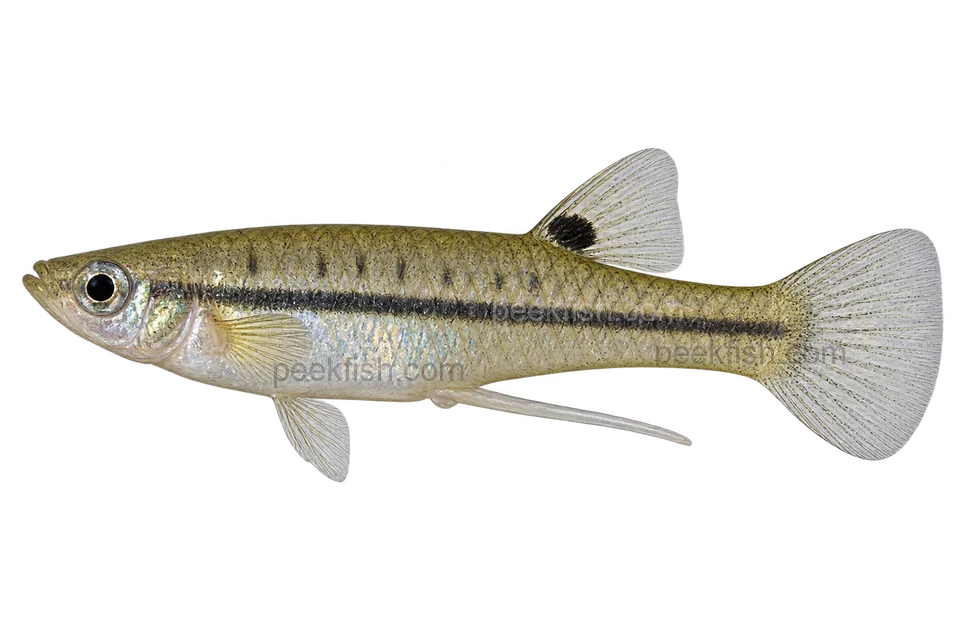 Least killifish — natural-type adult male; AI-generated illustration