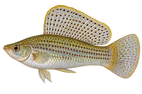 Left-facing adult male sailfin molly AI illustration with spotted dorsal sail, flank spot rows, rounded tail and gonopodium.