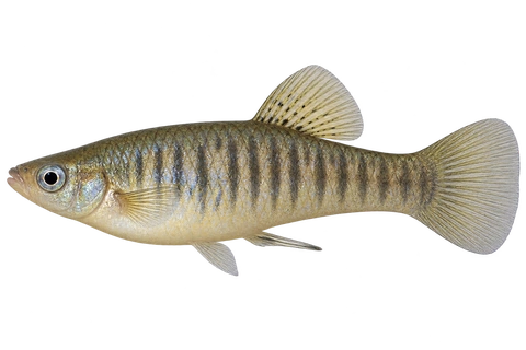 Poecilia vivipara 条纹型成年雄鱼左向AI示意图,银灰体侧竖纹、淡黄色腹部。