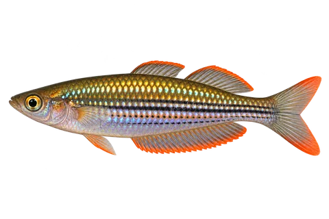 Melanotaenia exquisita, natural-form representative in left-facing lateral AI illustration; not a photograph.