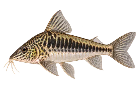 Corydoras fowleri完整左向侧面AI示意图