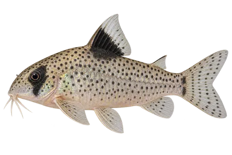 Hoplisoma leucomelas完整左向侧面AI示意图
