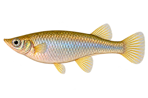 Alfaro cultratus 成年雌鱼左向AI示意图，银金体侧、靠后背鳍和臀鳍后腹棱。