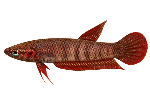AI illustration of Betta tussyae, complete left-facing side view
