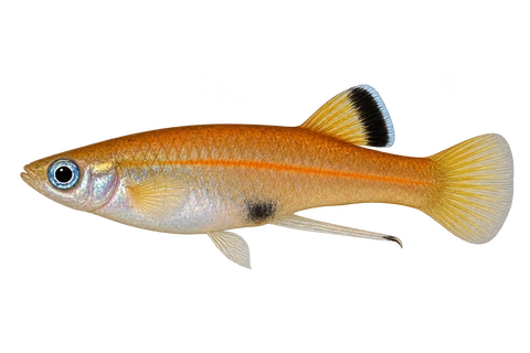 Phallichthys tico,自然外观成年雄鱼,左向AI示意插画