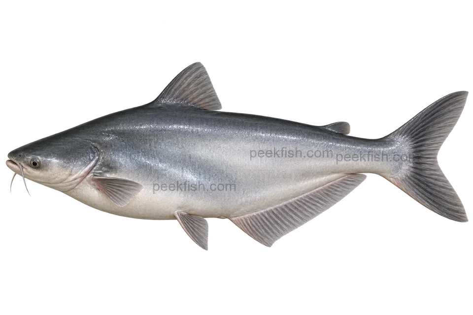 Iridescent shark catfish (Pangasianodon hypophthalmus), AI side-view illustration, sex unspecified, adult natural form, left-facing