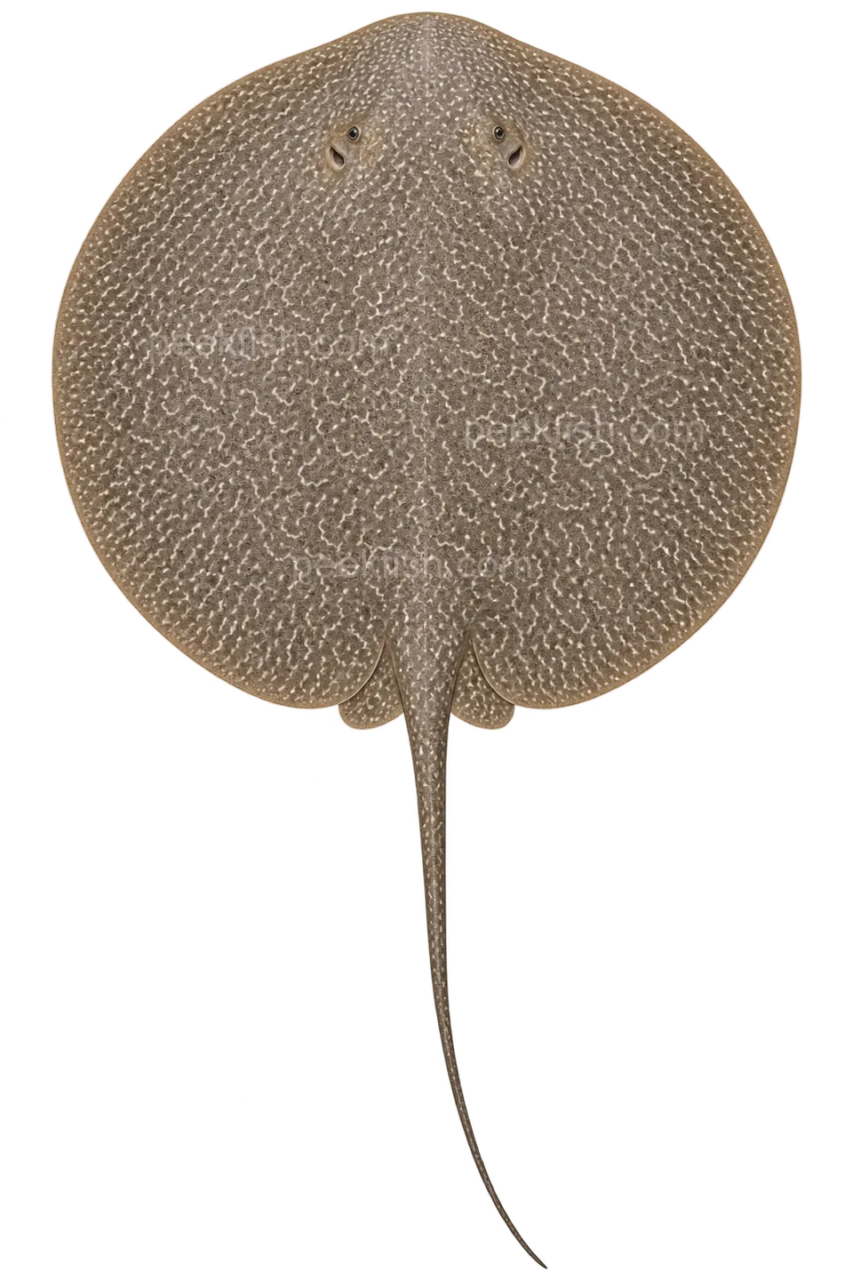 Heliotrygon rosai — dorsal top-down AI illustration, head up, complete disc and tail down; not a photograph